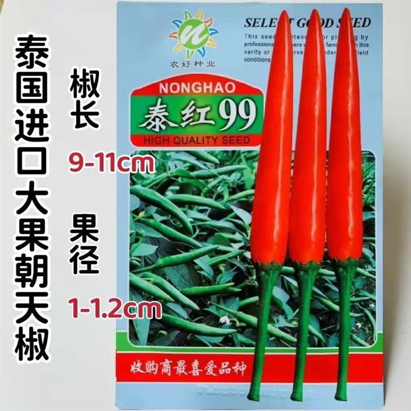 泰国引进朝天椒种子 泰红99朝天椒辣椒种子指天椒小米椒种子 大果