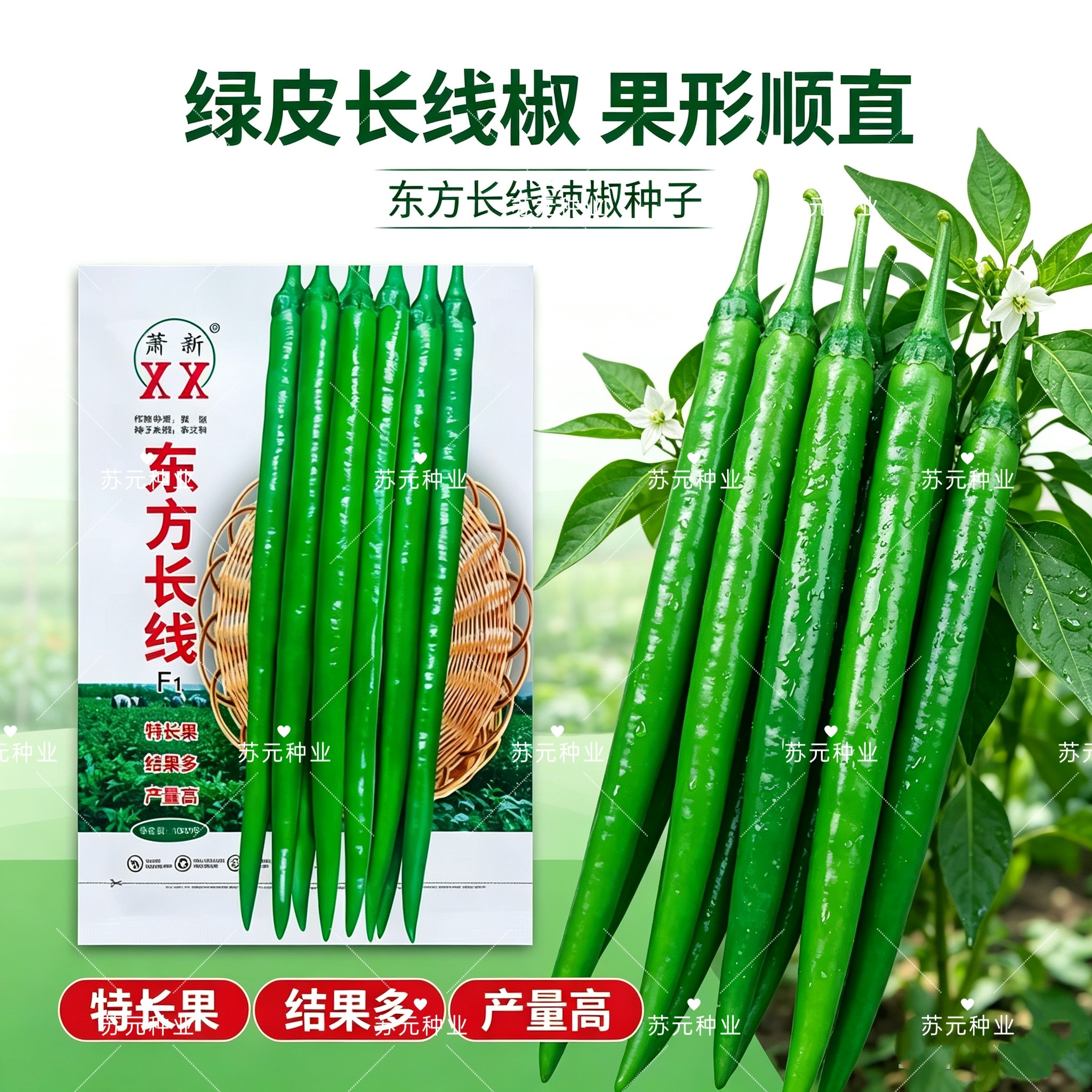 萧新东方长线辣椒种子蔬菜长线椒种籽杂交抗病早熟基地用辣味香浓