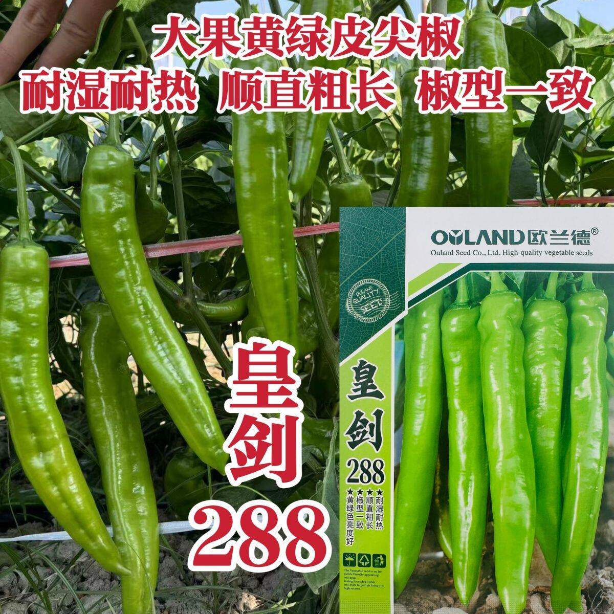 黄绿皮尖椒种子皇剑288辣椒种子中辣大果尖椒牛角椒种籽耐热耐湿