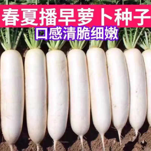 方震白萝卜种子四季播新手易种