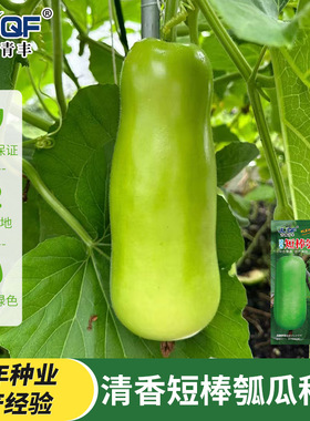 早熟瓠瓜种春夏秋季短棒高产瓠子瓜籽蒲瓜耐热菜种孑四季蔬菜种孑