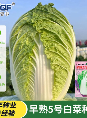 山东黄心秋大白菜种子种籽孑菜种四季秋季冬季籽种蔬菜子菜籽大全