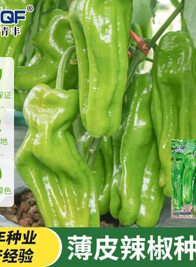 薄皮泡椒辣椒种子春季夏四季种籽高产盆栽南方种北苗蔬菜种孑大全