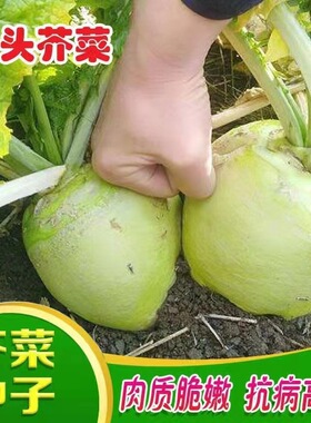 光头芥菜种子特大辣疙瘩种籽芥菜种籽四川辣菜四季蔬菜孑子大头菜