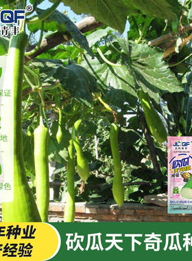 精品砍瓜种子种籽苗四季特大农家秧巨型菜瓜爬藤藤蔓蔬菜孑秧苗