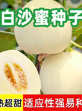 超甜白沙糖甜瓜种超甜早熟香瓜籽白沙蜜甜瓜可四季高产甜瓜籽