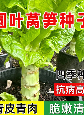 莴苣种籽香莴笋四季笋王莴苣种孑秋冬季菜苗大全农家蔬莴笋菜种籽