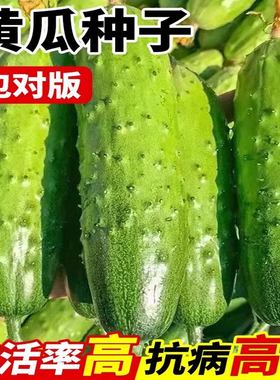 水果黄瓜种子旱黄瓜种籽青瓜籽四季盆栽阳台菜种籽蔬菜种子孑大全