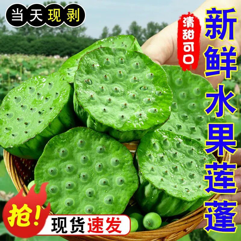 【当天采摘】水果莲蓬新鲜现摘莲子应季水果新鲜莲蓬鲜莲子米生吃