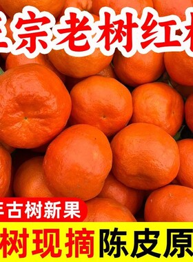 重庆万州古红橘川红橘老树红橘新鲜大红袍川陈皮原料陈老师推荐