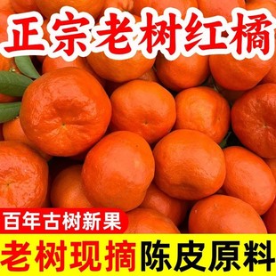 重庆万州古红橘川红橘老树红橘新鲜大红袍川陈皮原料陈老师推荐