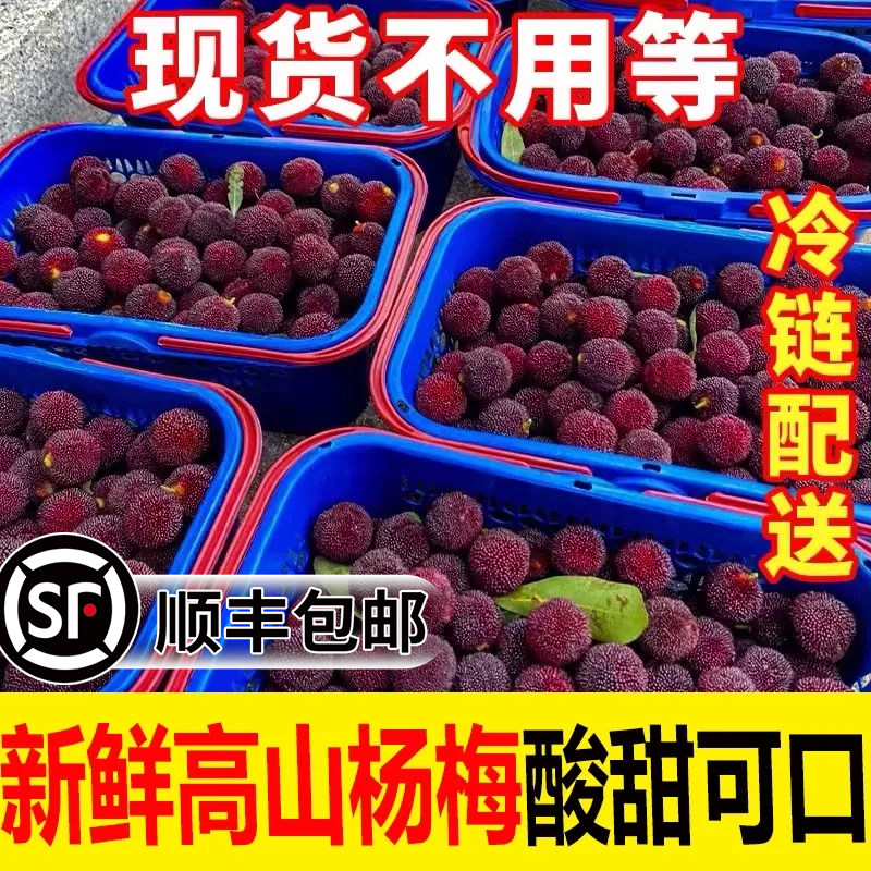 2024贵州新鲜杨梅果当季现