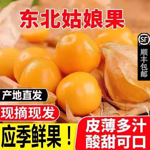 【爆甜】现货菇娘果东北姑