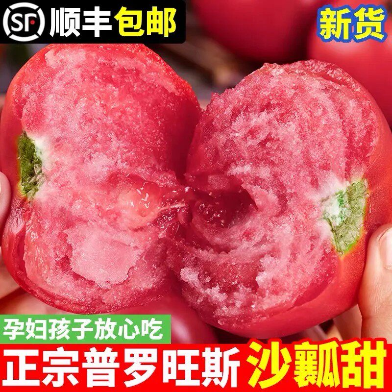 山东沙瓤番茄生吃西红柿新鲜自然熟沙瓤大番茄现摘水果蔬菜粉柿子