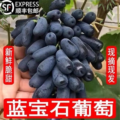 【顺丰】蓝宝石无籽金手指葡萄黑提水果黑美人指孕妇水果批发包邮