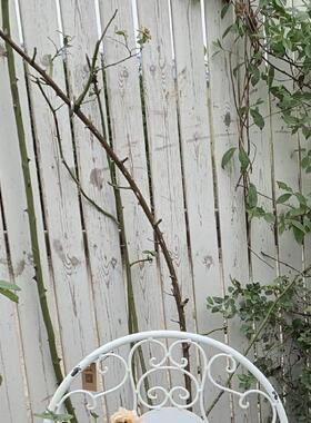 Garden Furniture One Table Two Chairs