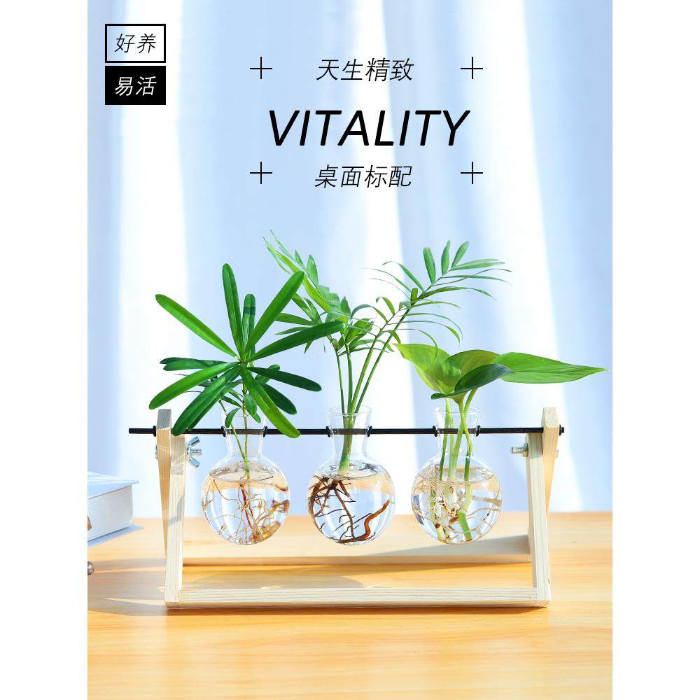 护眼水培植物玻璃瓶水养桌面摆件宿舍办公室室内绿植小型盆栽绿萝,农机/农具/农膜,其它农用工具,淘宝优惠券,粉丝福利购,淘宝优惠卷