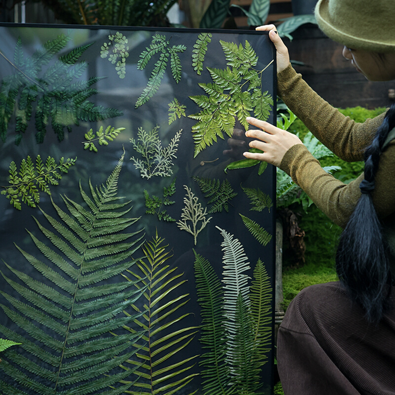 黑底蕨类植物标本北欧客厅挂画手工日式壁画装饰画组画图片