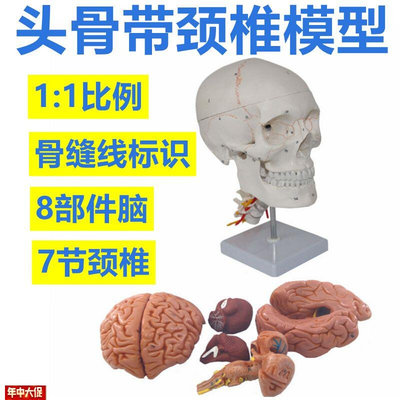 自然大头骨模型仿真1比1骨髅颅骨带脑可拆卸颈椎素U描医教骨缝标