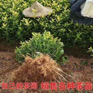 正宗茶树苗茶叶苗白茶绿茶苗龙井茶苗碧螺春苗黄金叶茶苗茶叶树苗