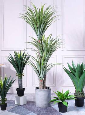 北欧现代仿真植物盆栽剑兰龙血树大型仿真树居家客厅落地摆件装饰