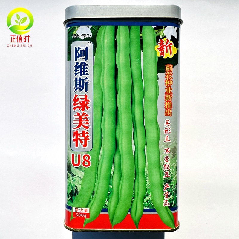 阿维斯绿美特U8架豆种籽荚行直无筋不鼓豆高产鲜绿厚肉架豆王种子
