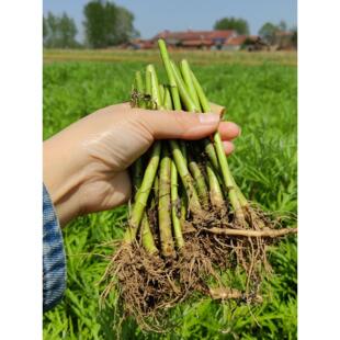 芦蒿根苗秧苗南京芦蒿种子四季种苗泥蒿菜种青藜蒿菜籽藜蒿苗根苗