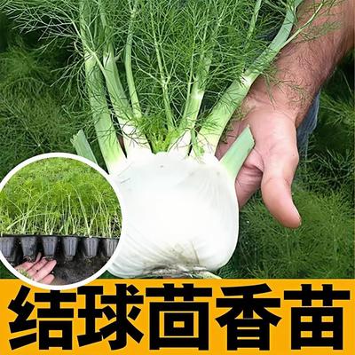 寿光结球茴香苗秧种子四季