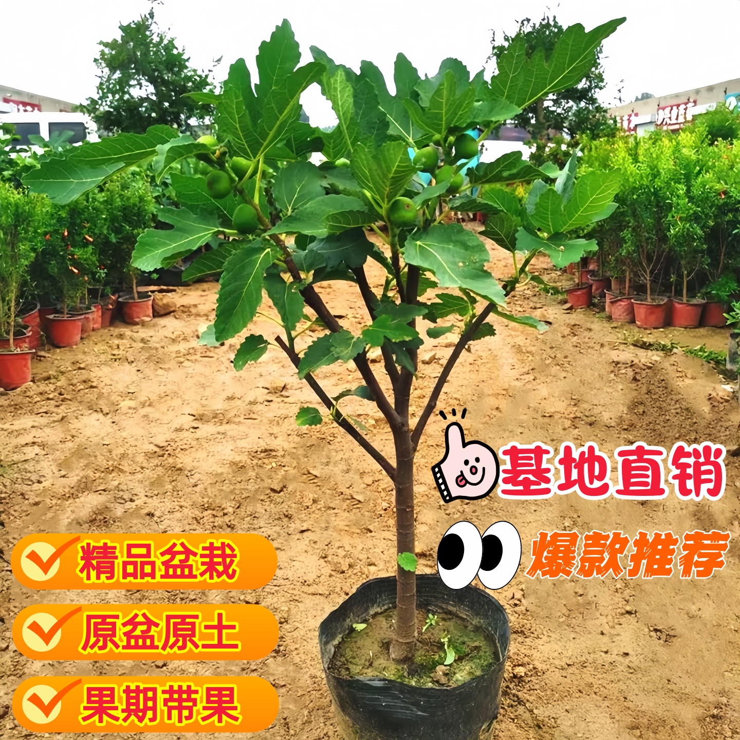 无花果树庭院果树无花果树果苗大果无花果树树苗老桩地栽当年结果