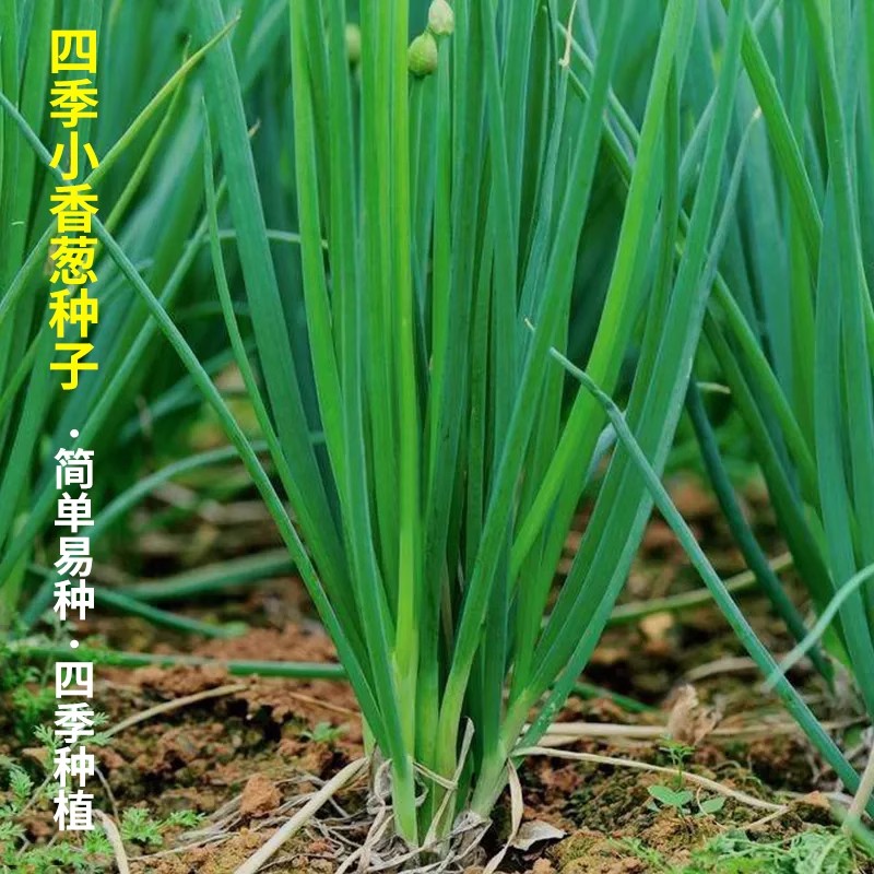 四季小分葱种籽本地分多多四季老品种分葱种山东章丘铁杆大葱种子