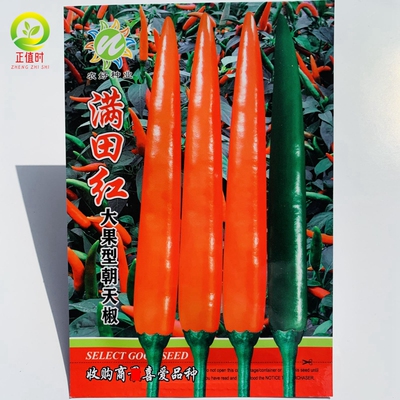 广西朝天椒种子椒天下雷神指天椒