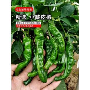 山东枣庄香辣小皱皮皱皱辣椒秧苗高产香辣邹皮四季蔬菜种苗薄皮剥