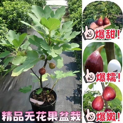 格莱斯无花果盆栽青皮树苗