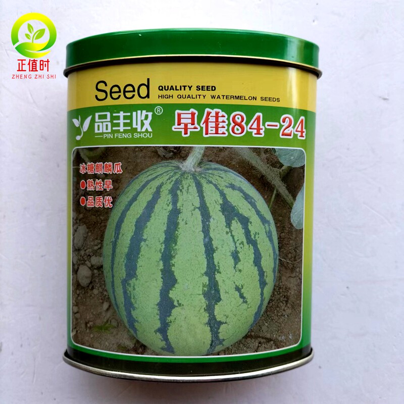 早佳8424无籽西瓜种籽大全种子 大田基地早熟美都金城5号西瓜种孑