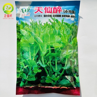 天仙醉豌豆尖种子豌豆苗四川香豌豆尖苗种孑水培芽苗菜秋季蔬菜籽