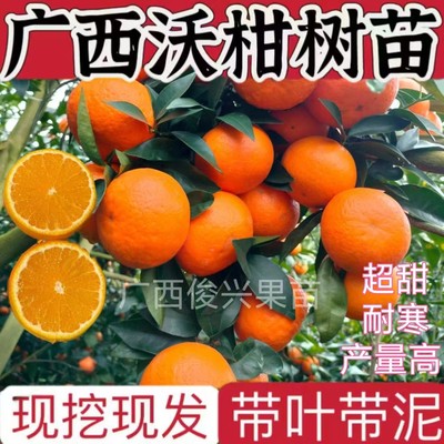 广西沃柑苗武鸣嫁接091无核无籽沃柑苗盆栽地栽带土带叶包活