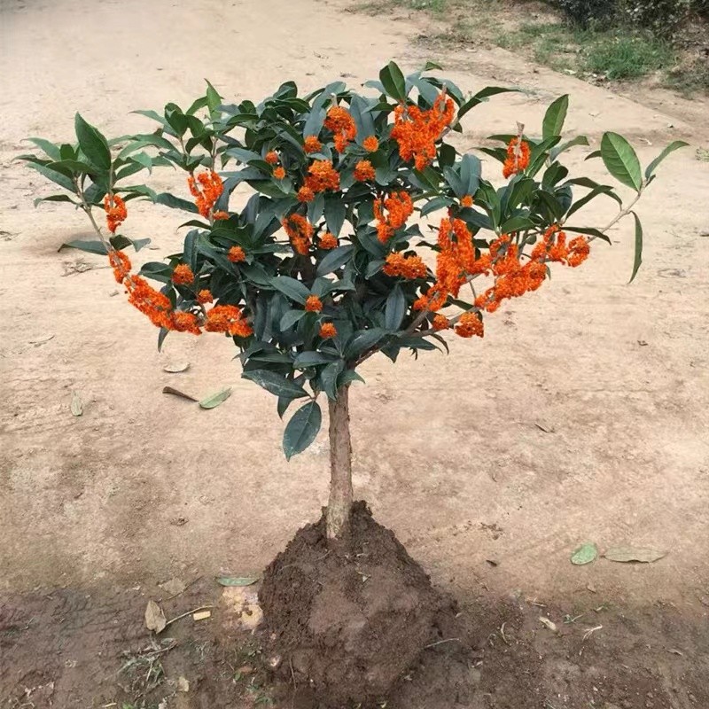 嫁接桂花盆栽树苗四季开花植物浓香型金桂银桂四季桂丹桂南北种植