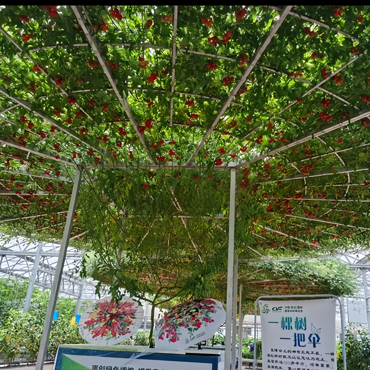 番茄树苗正宗丹东铁皮柿子番茄苗普罗旺斯西红柿秧苗草莓柿子苗子