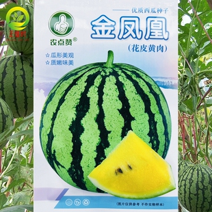 金凤凰礼品小西瓜种子黄心西瓜种籽子黄壤西瓜种子易坐果西瓜种苗