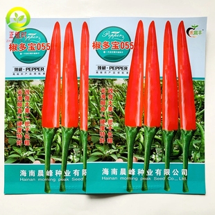 海南椒多宝早熟大果朝天椒种子抗病毒产量高椒型美观指天椒种籽子