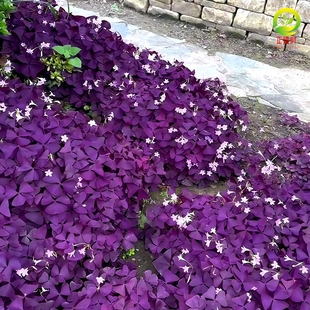 紫叶酢浆草种球幸运草炸酱草室内紫色醋酱草三叶草种子多年生盆栽