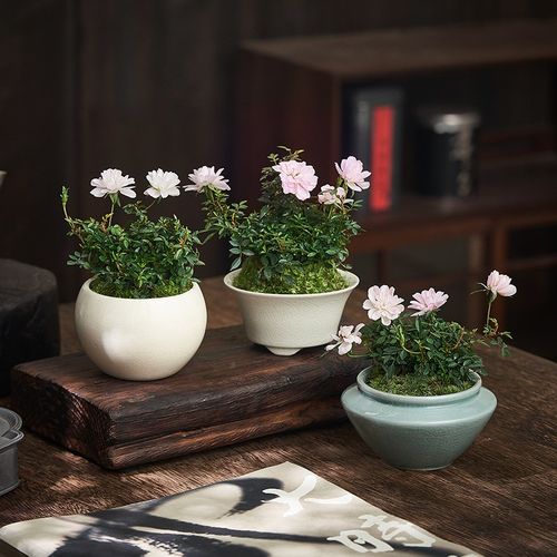 姬月季盆栽微型苔藓小盆景开花植物室内阳台办公室好养花卉小玫瑰