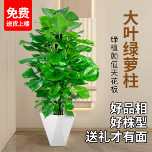 大叶绿萝柱盆栽室内客厅大型绿植新房好养绿箩观叶植物净化空气