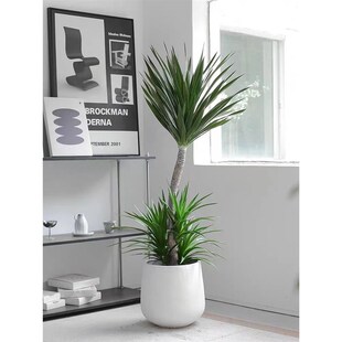 太空铁龙血树室内室外网r红大型绿植盆栽客厅阳台办公室美观吸甲