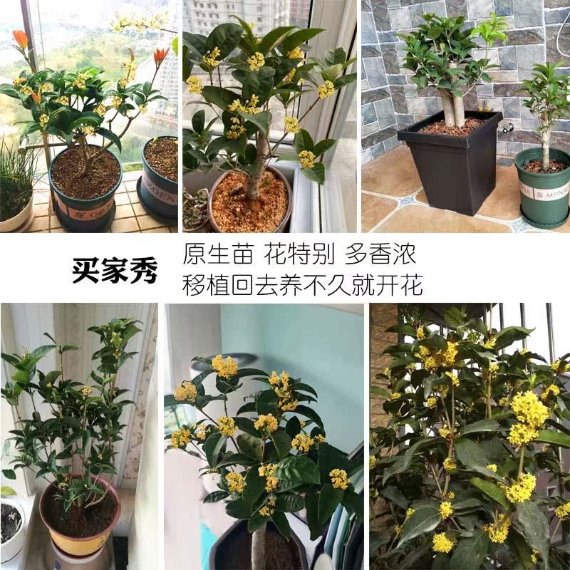 天香台阁桂花盆栽树苗植物u月月桂花卉盆景原生矮株一物一拍名贵