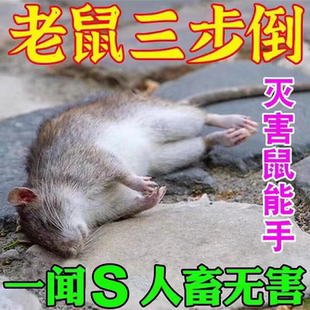老鼠一家用药锅一闻就室外室内端强力死鼠特效驱赶老鼠神器非神药