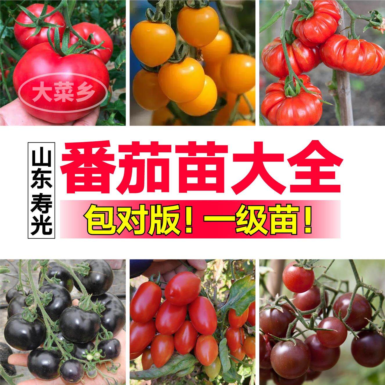 山东寿光番茄苗大全苗秧各种西红柿圣女果红黄黑大粉矮生盆栽四季