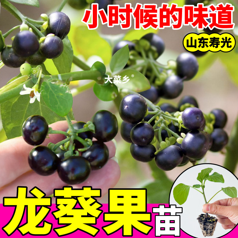 寿光龙葵果苗秧四季酸甜烟悠
