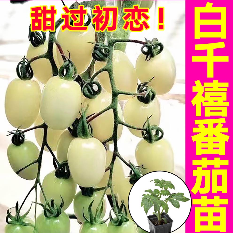 白千禧番茄苗四季盆栽带土球