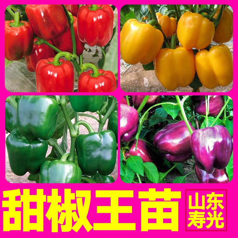 五彩甜椒苗秧四季带土球